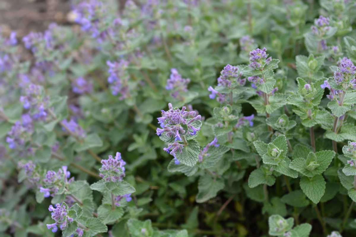 catnip works to help repel mosquitoes along with snakes