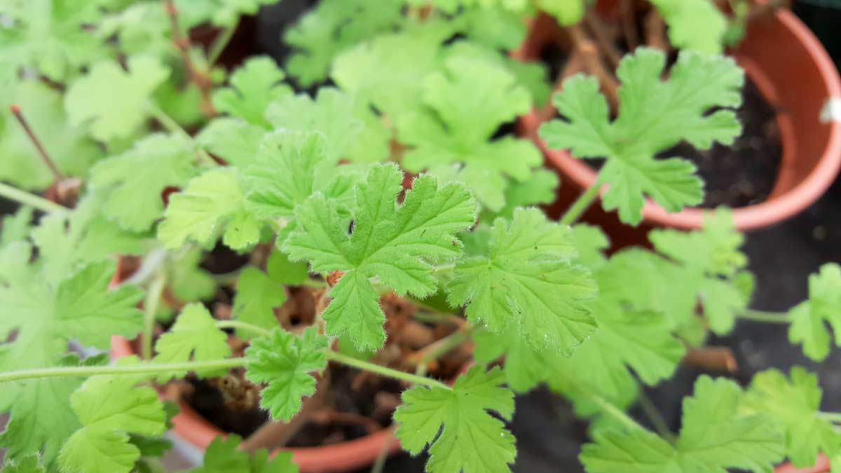 "Best" Perennial Plants That Repel Mosquitoes ~ Shade & Sun - citronella plant to repel mosquitoes
