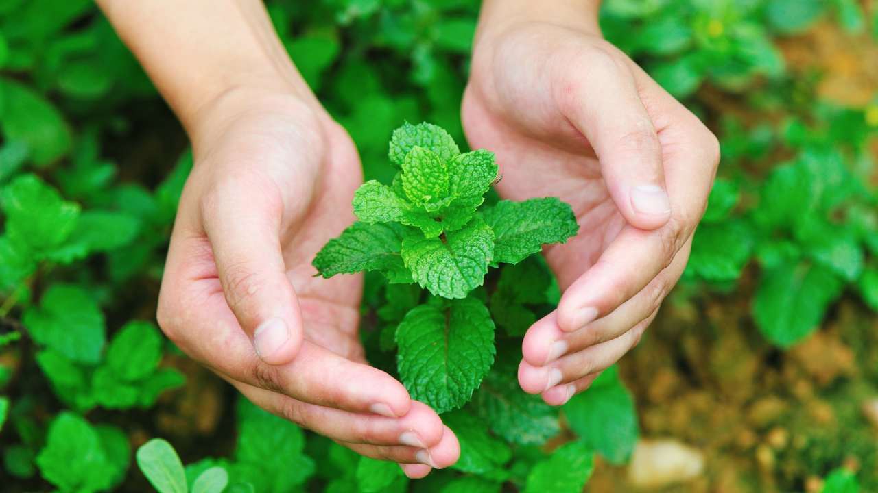 mint is a perennial plant repels mosquitoes