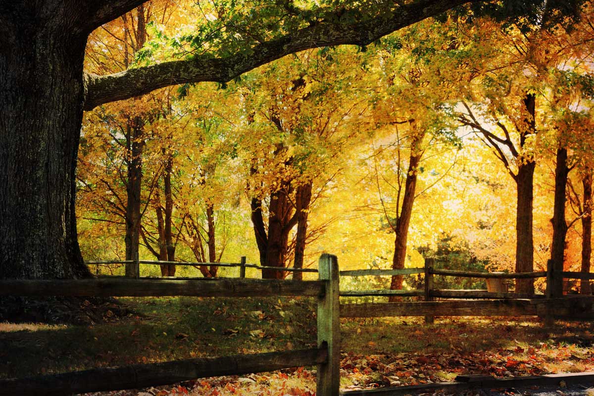 oak trees are on the list of alkaline plants