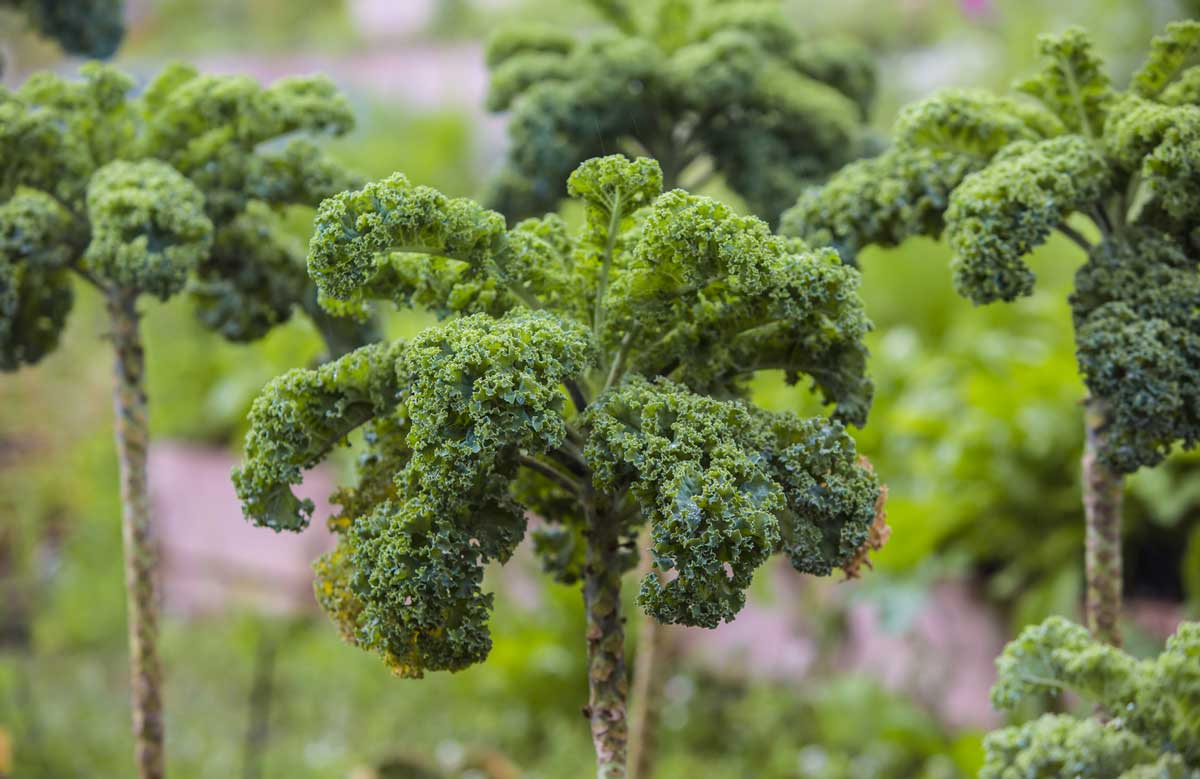 kale is on the list of alkaline plants