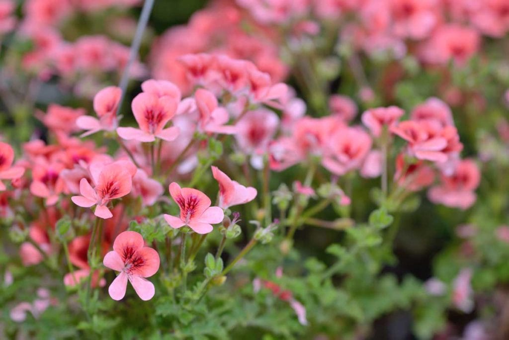 pink geraniums