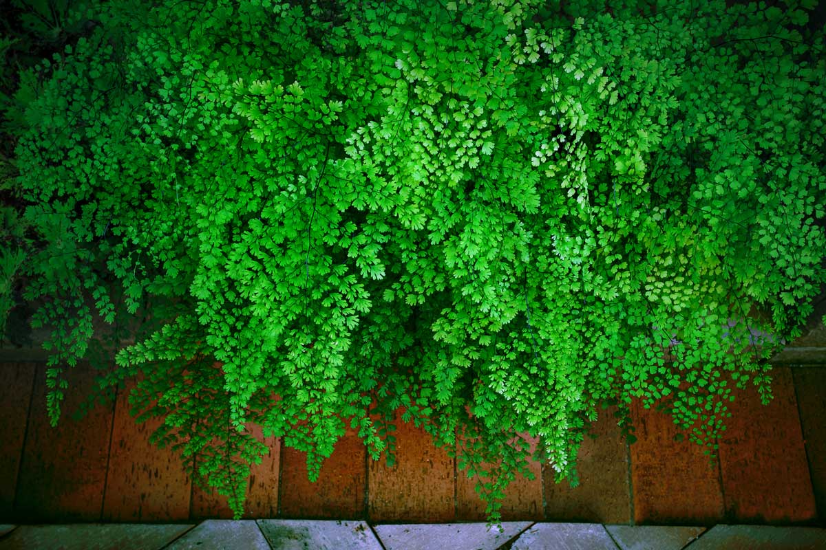 alkaline soil-plant - Maidenhair fern