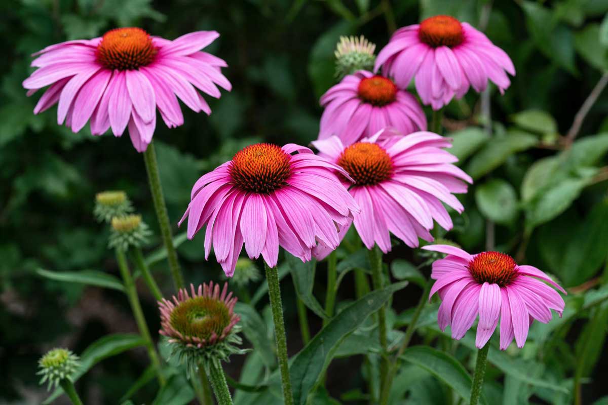 Echinacea like alkaline soil