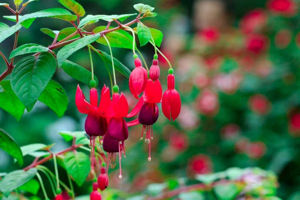 Irresistible Blooms: 12 Hanging Plants Hummingbirds Can't Resist - 38819560 image of beautiful fuchsia magellanica flower hummingbird fuchsia or hardy fuchsia hanging fuchsia flowers in the garden