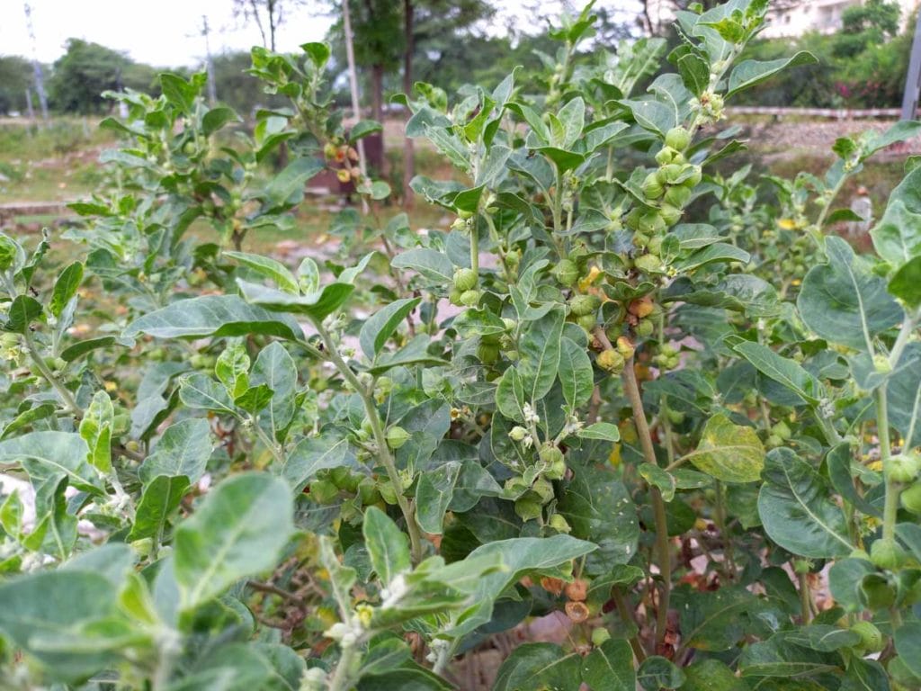 growing-ashwagandha-plant-complete-guide-essential-tips