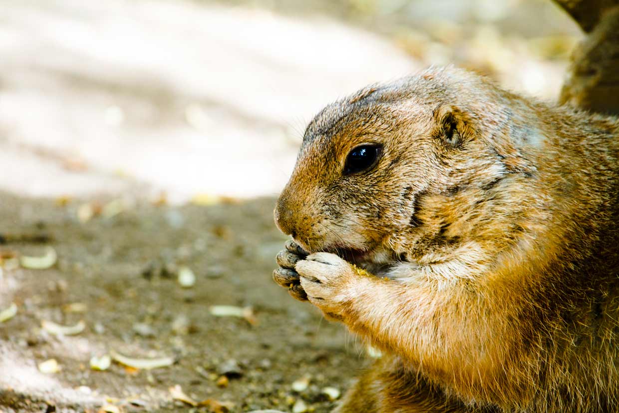 ground hog eating