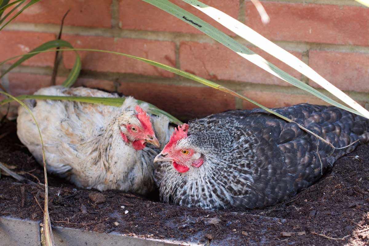 Don’t Build a Chicken Coop Without These 14 Must-Haves - dust bath for chickens dp 23828235 DS