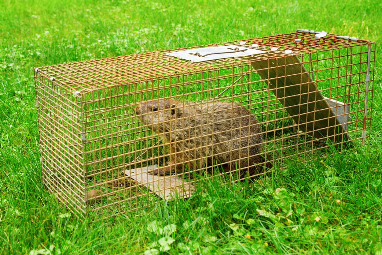 trapping a ground from eating hydrangeas