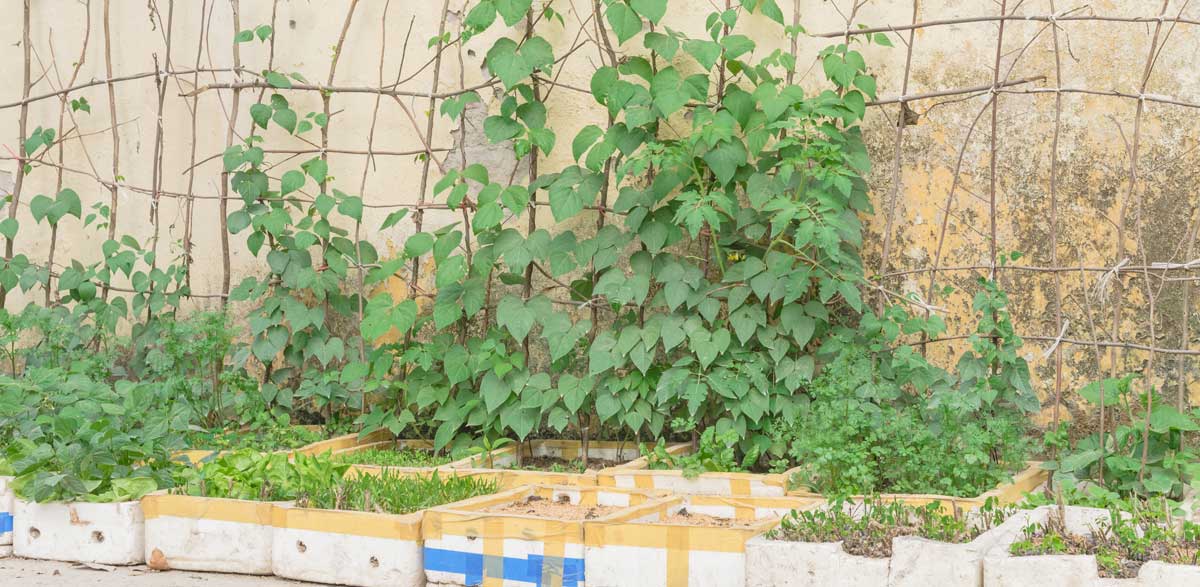 vertical container gardening