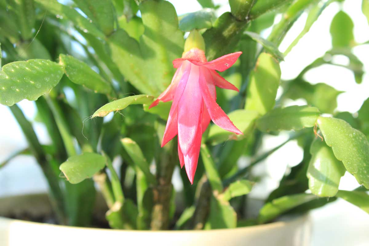 christmas cactus pink flower
