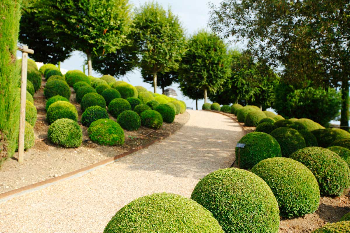 boxwood plants