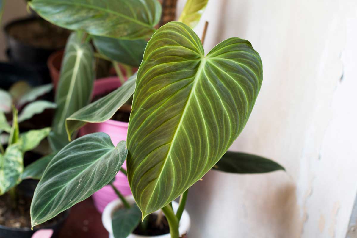 philodendron splendid plant in pot