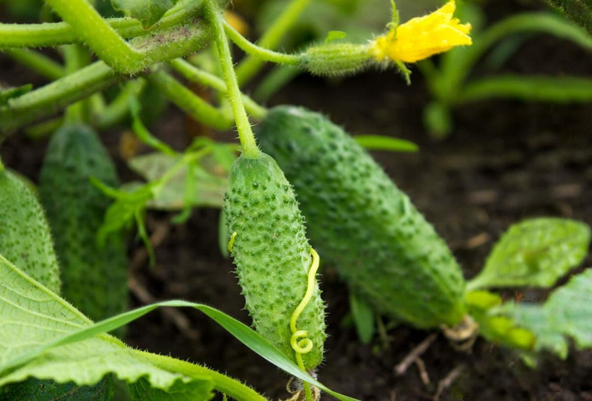 bush cucumber plants growing on ground