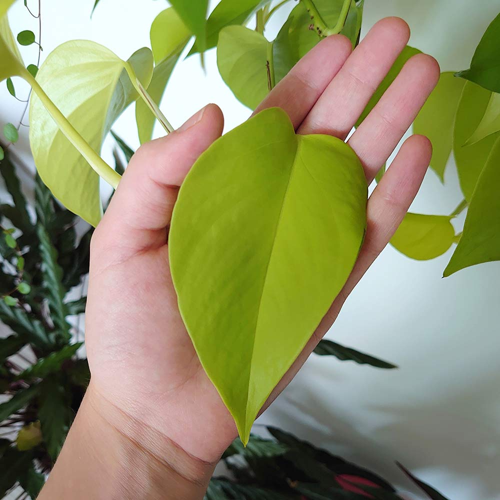healthy neon pothos plant leaf closeup