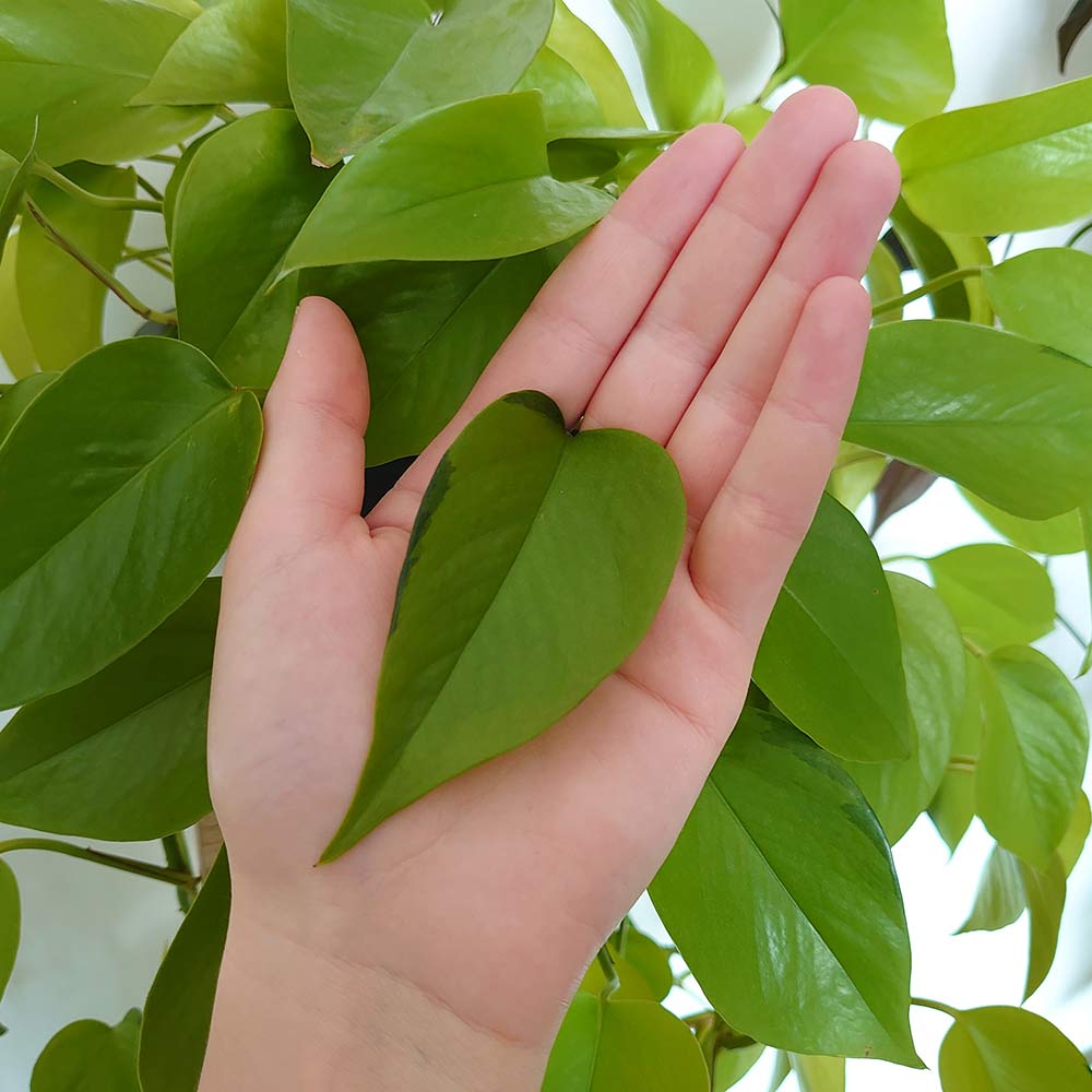 neon pothos leaf