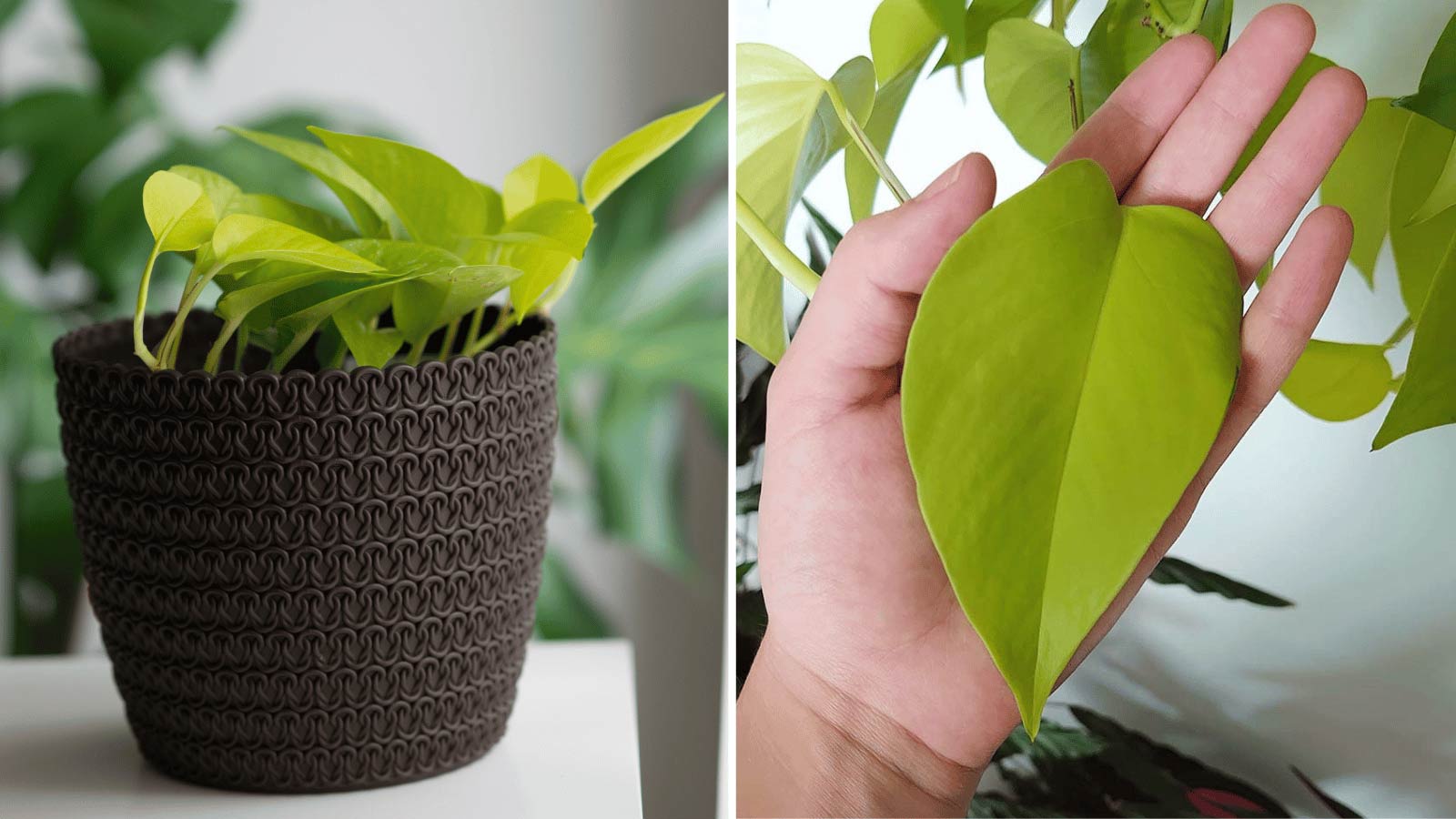 neon pothos plant care