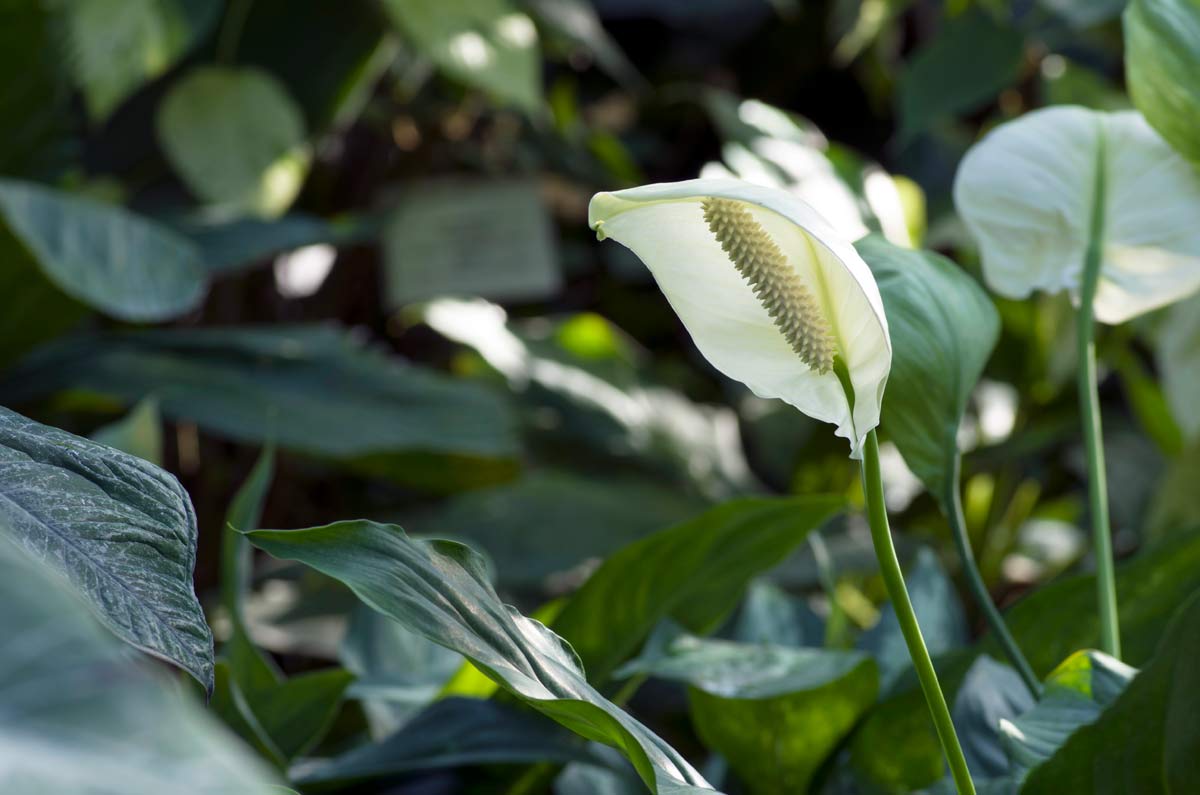 white anthurium plant