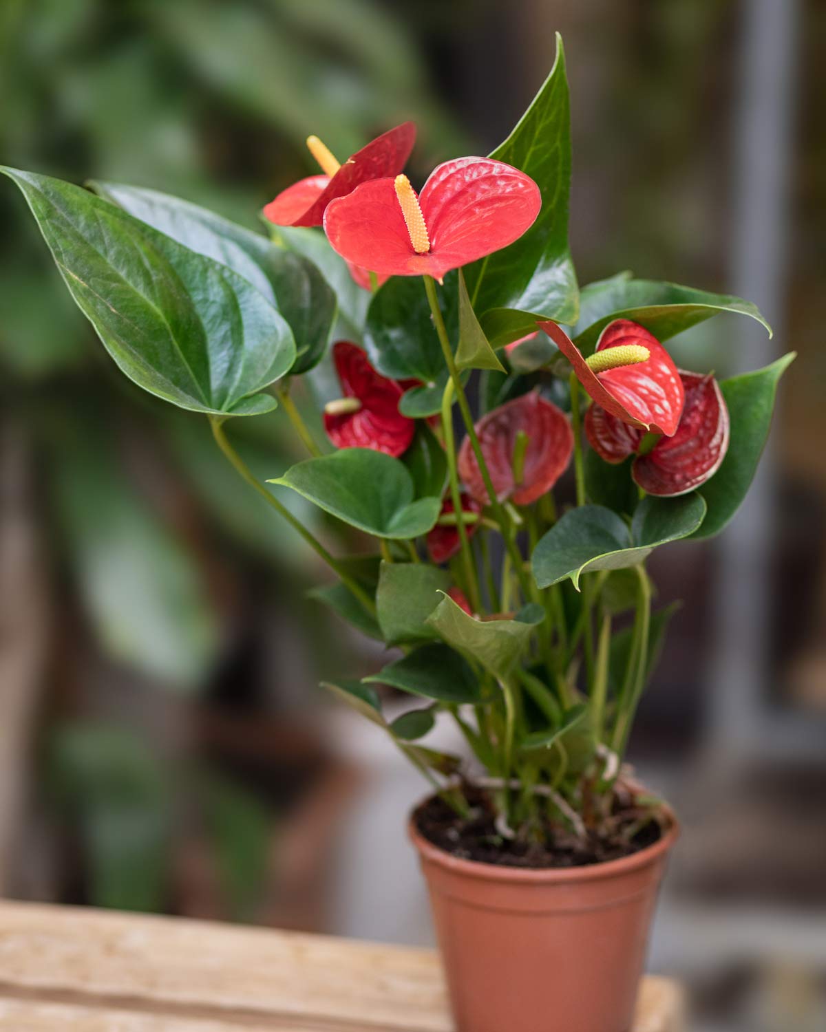 anthurium plant in terra cotta colored pot