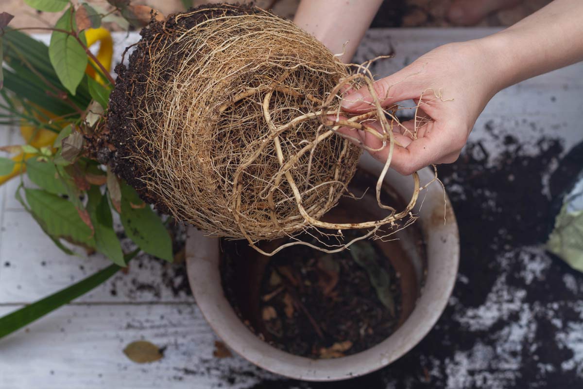 anthurium root bound plant