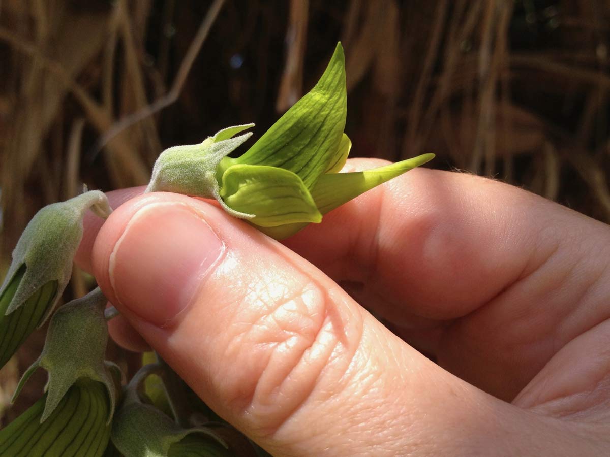 plant that looks like a hummingbird - green birdflower up close