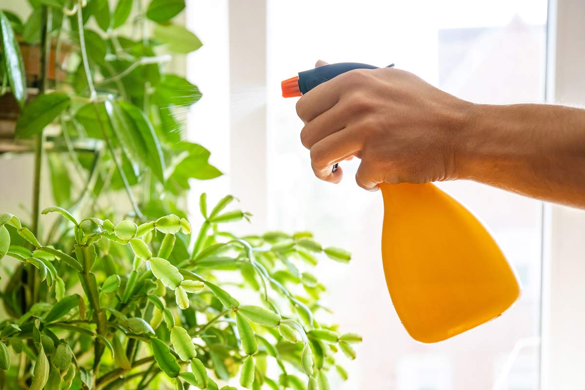 spraying a houseplant problem with water as a solution