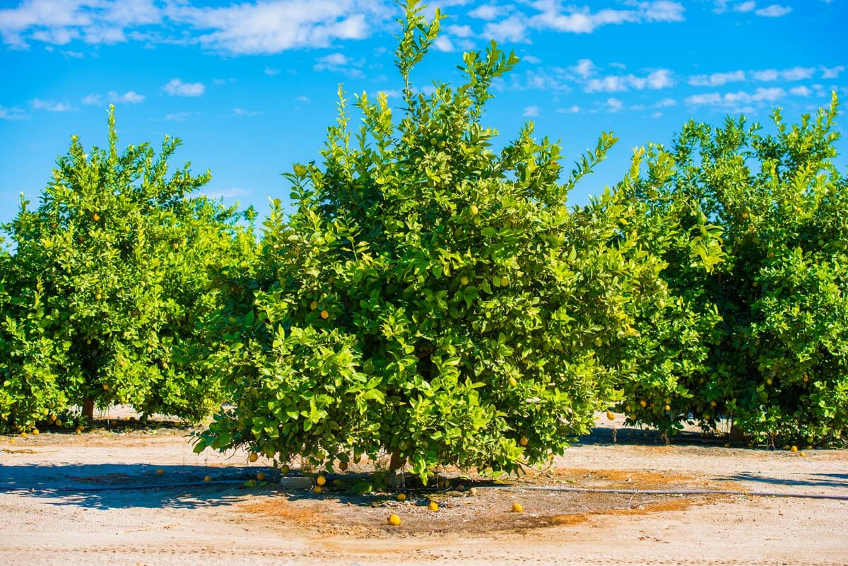 lemon trees in a farm field
