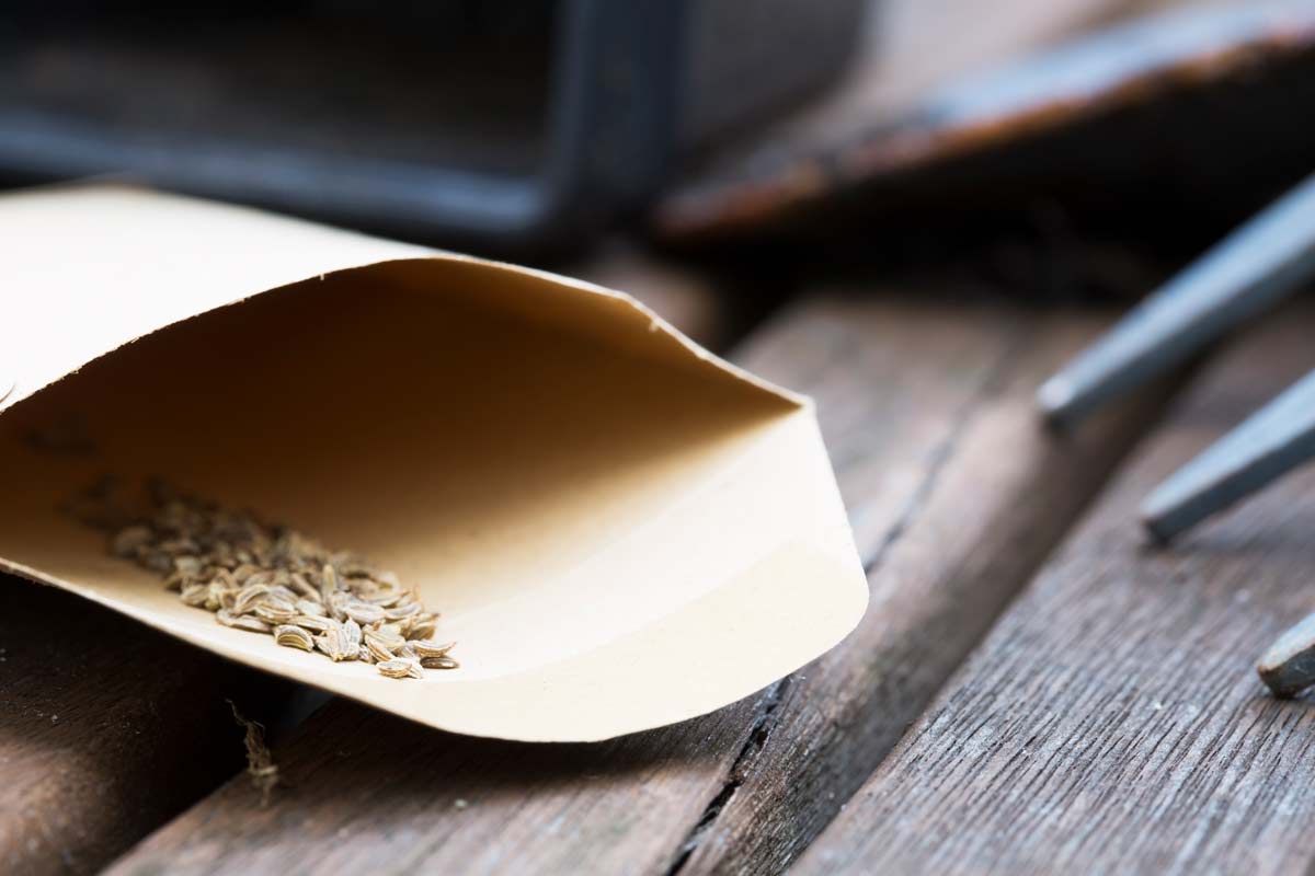 carrot seeds