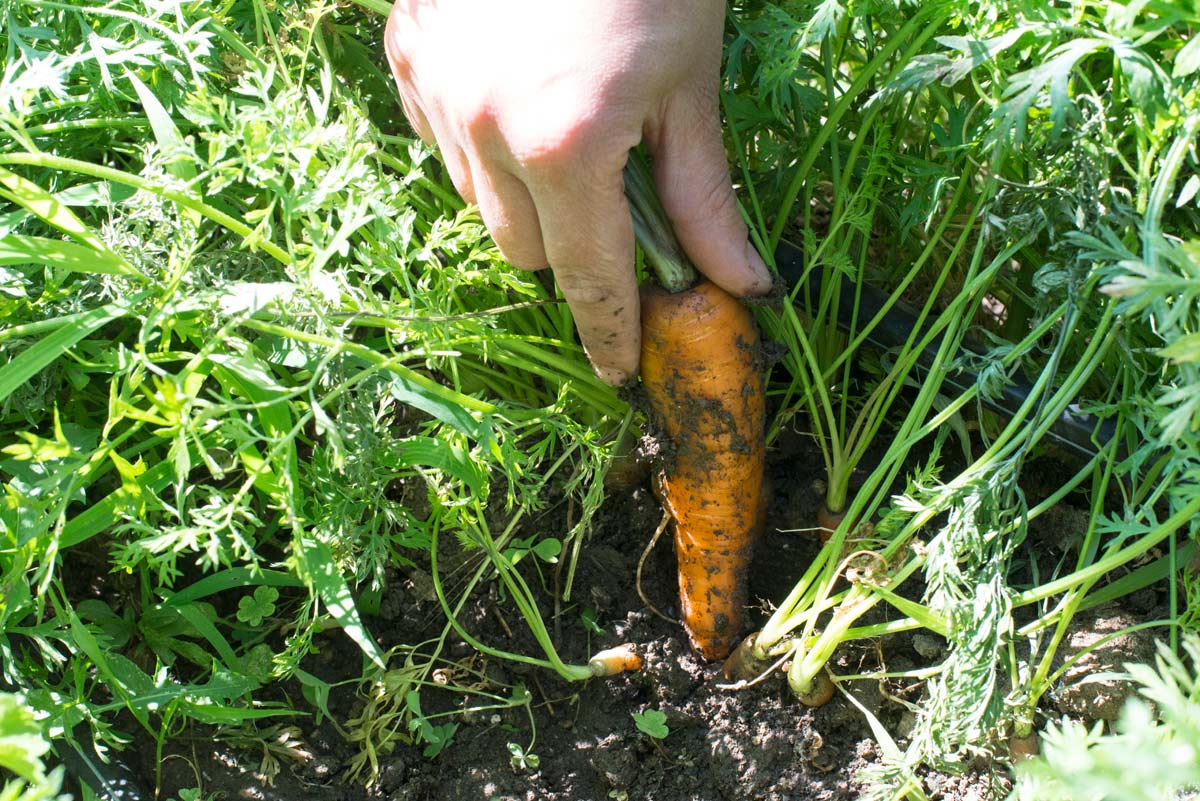 woman harvesting carrots from garden