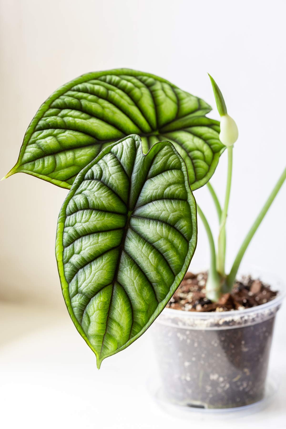 alocasia plant getting ready to flower