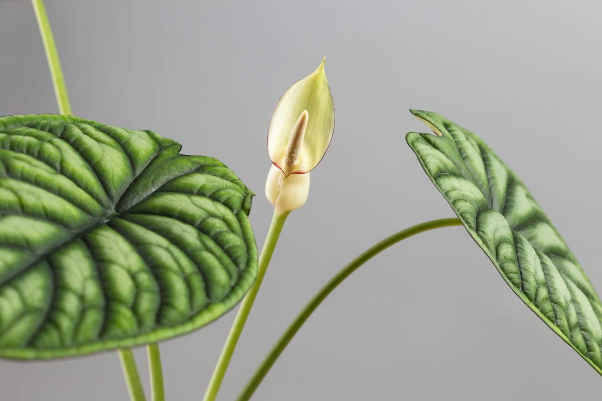 white alocasia flower blooming