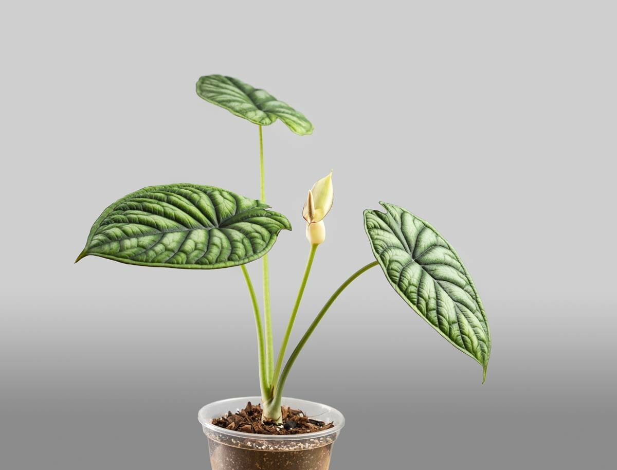 alocasia flower blossoming in a small pot