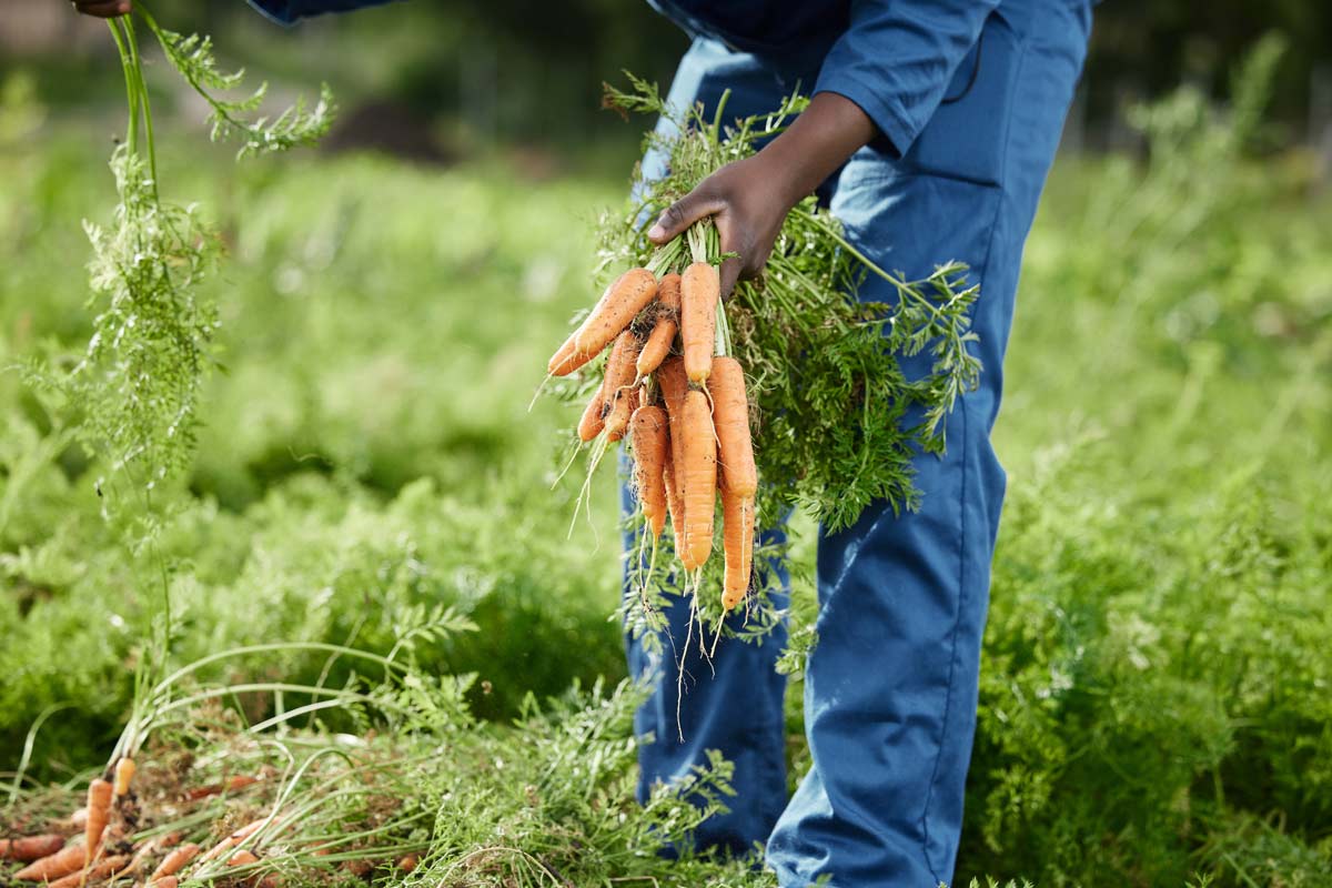 harvesting carrots with companion plants