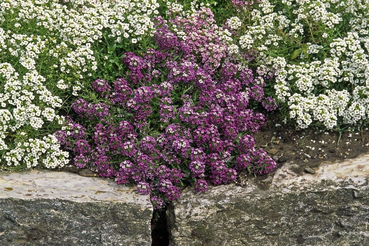 Alyssum planted in garden edging 