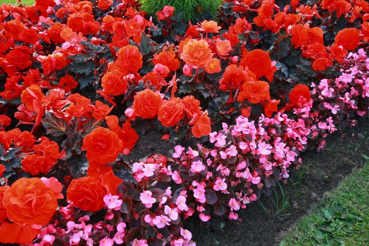 Irresistible Blooms: 12 Hanging Plants Hummingbirds Can't Resist - begonia plants in garden dp 14857739 XL