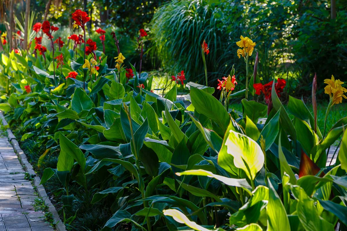 canna lily plants in a garden 
