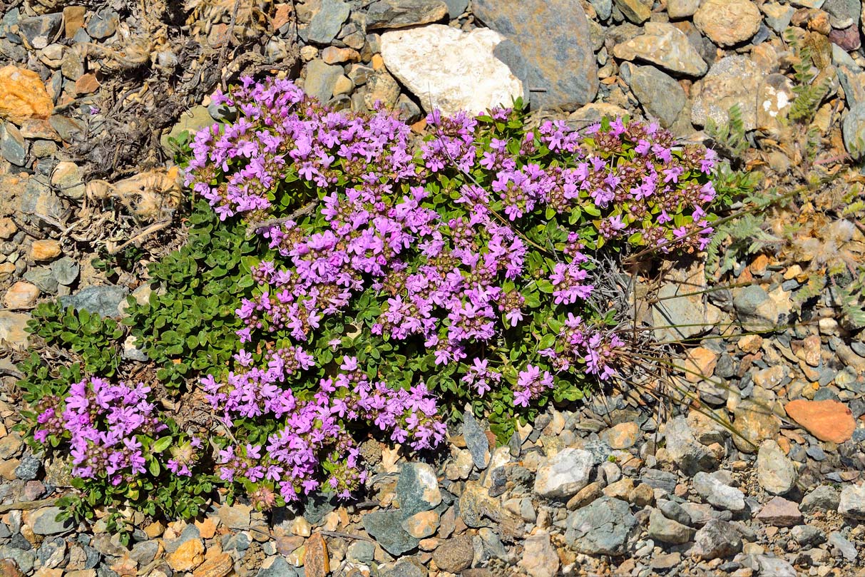 creeping thyme in bloom.