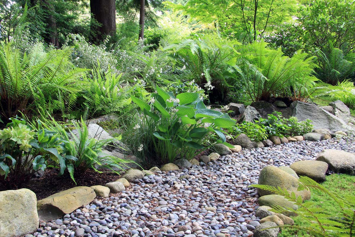 Say Goodbye to Garden Chores with These 20 Maintenance-Free Front Yard Ideas  - ferns in a garden path dp 74266257 XL