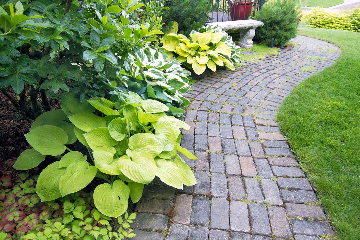 hostas along a garden path.