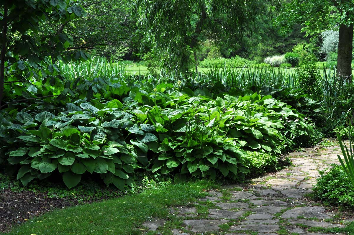 hostas planted in garden.