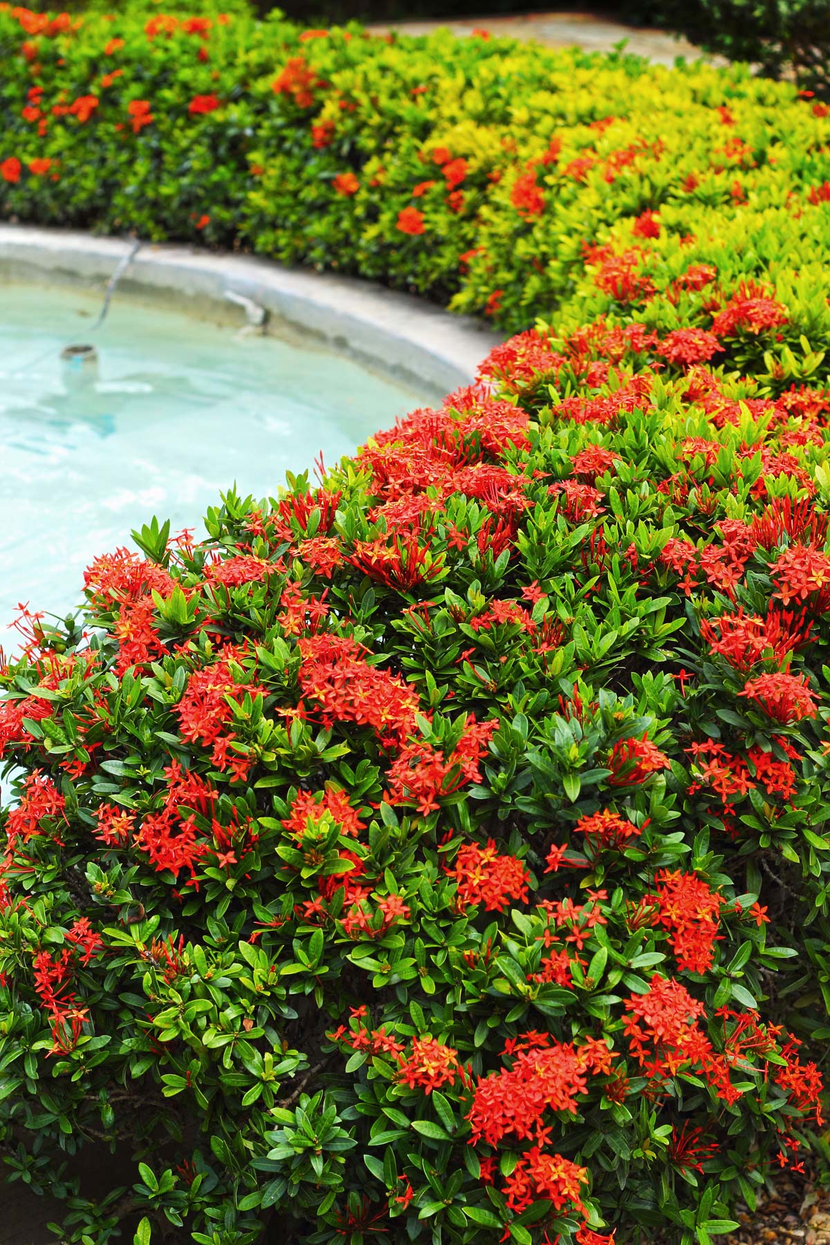 Ixora plant edging a garden.