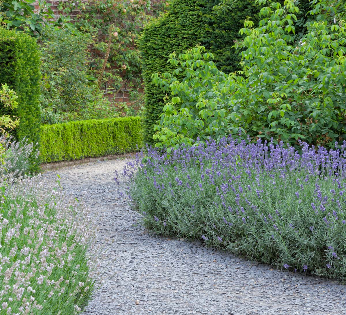 lavender plants in a garden.