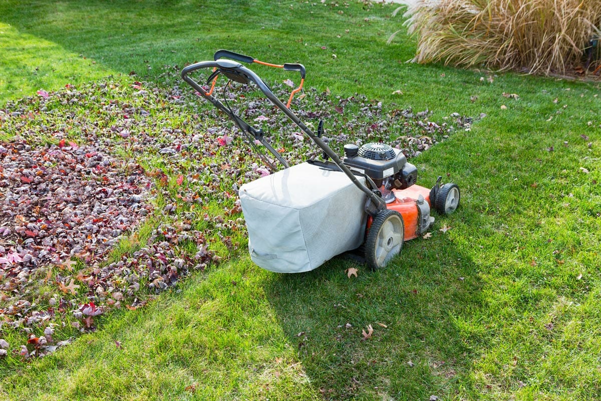 mulching yard leaves and bagging with a mower.