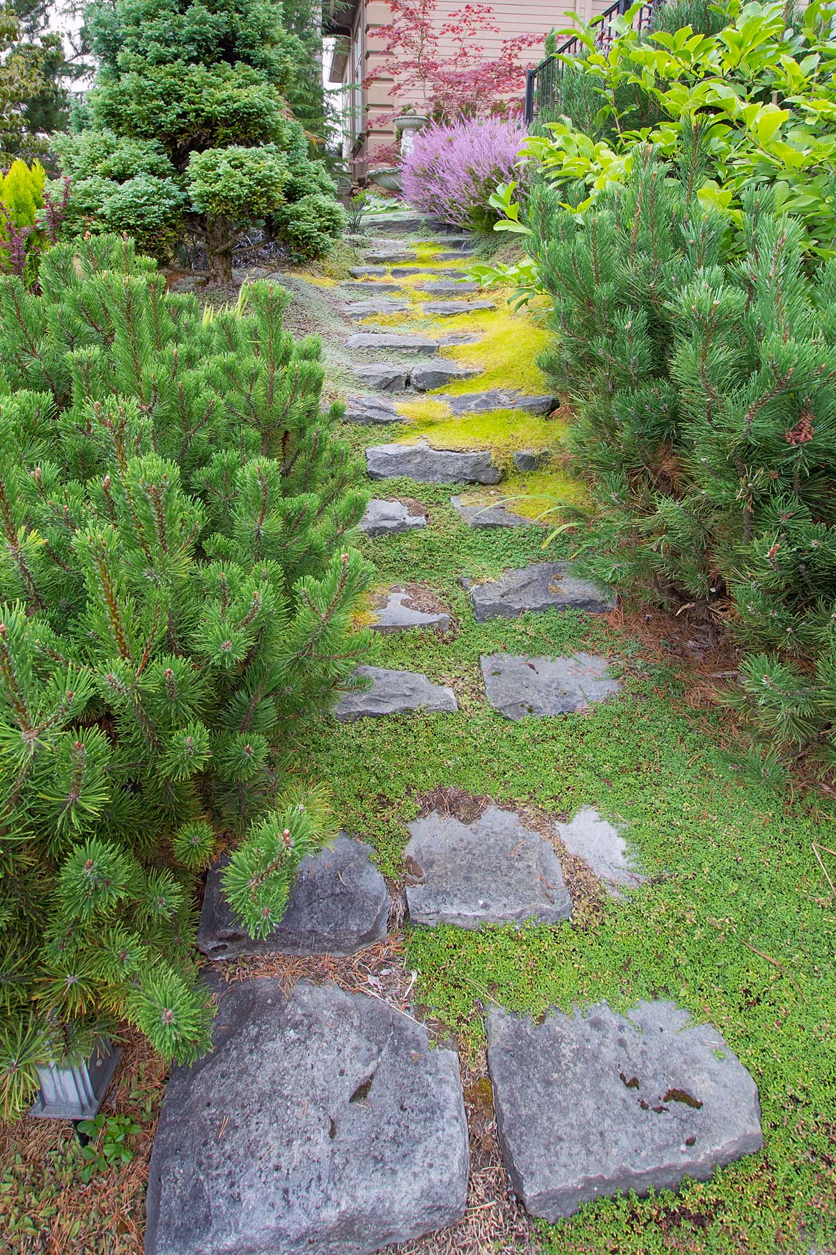 pathway with creeping thyme.