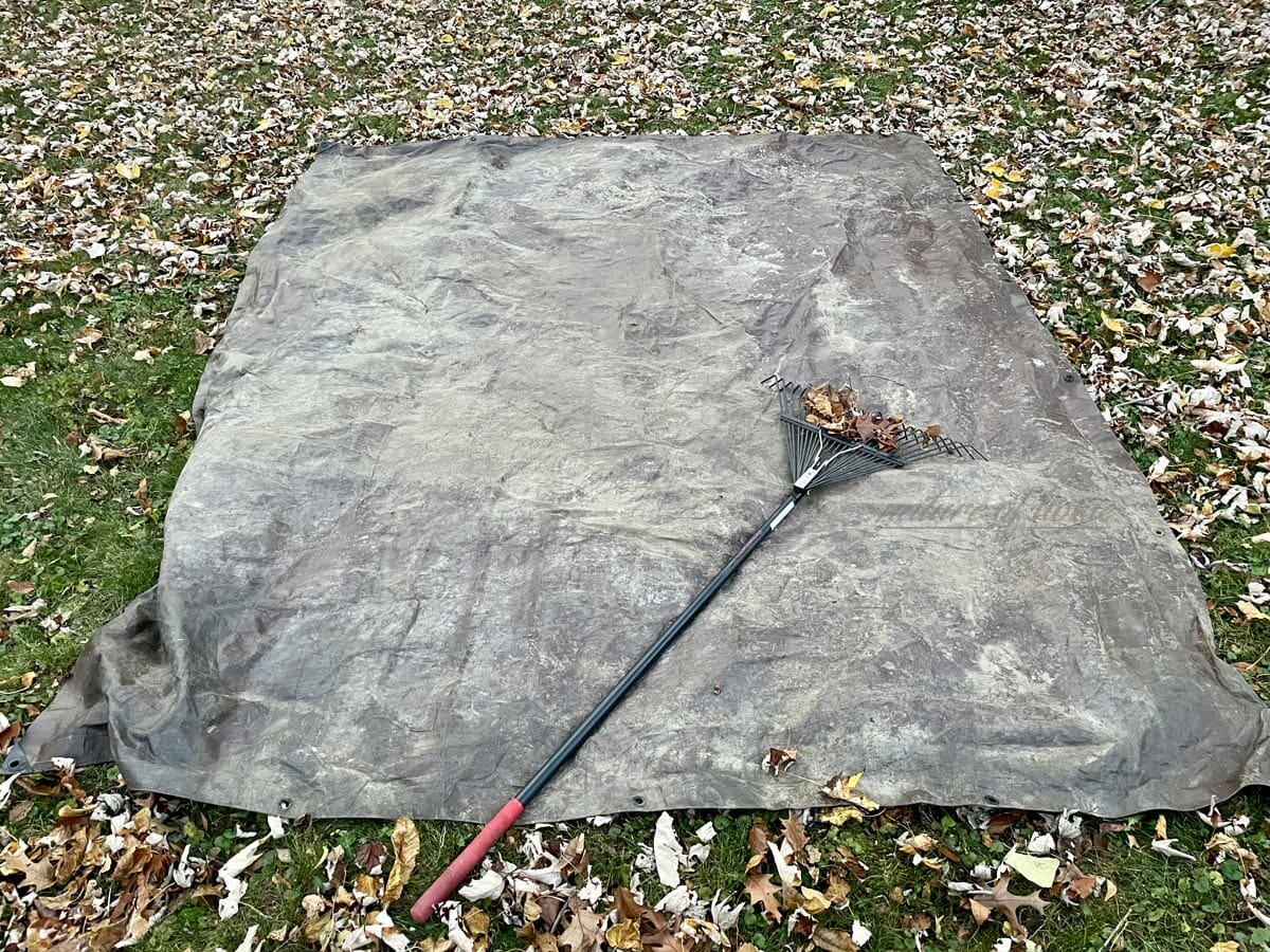 raking leaves in yard with a tarp.