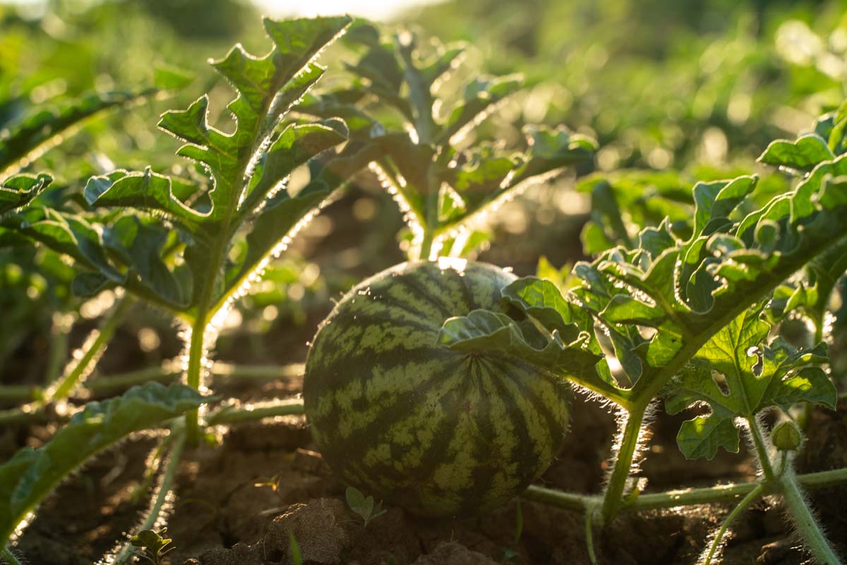 watermelon growing in a field.