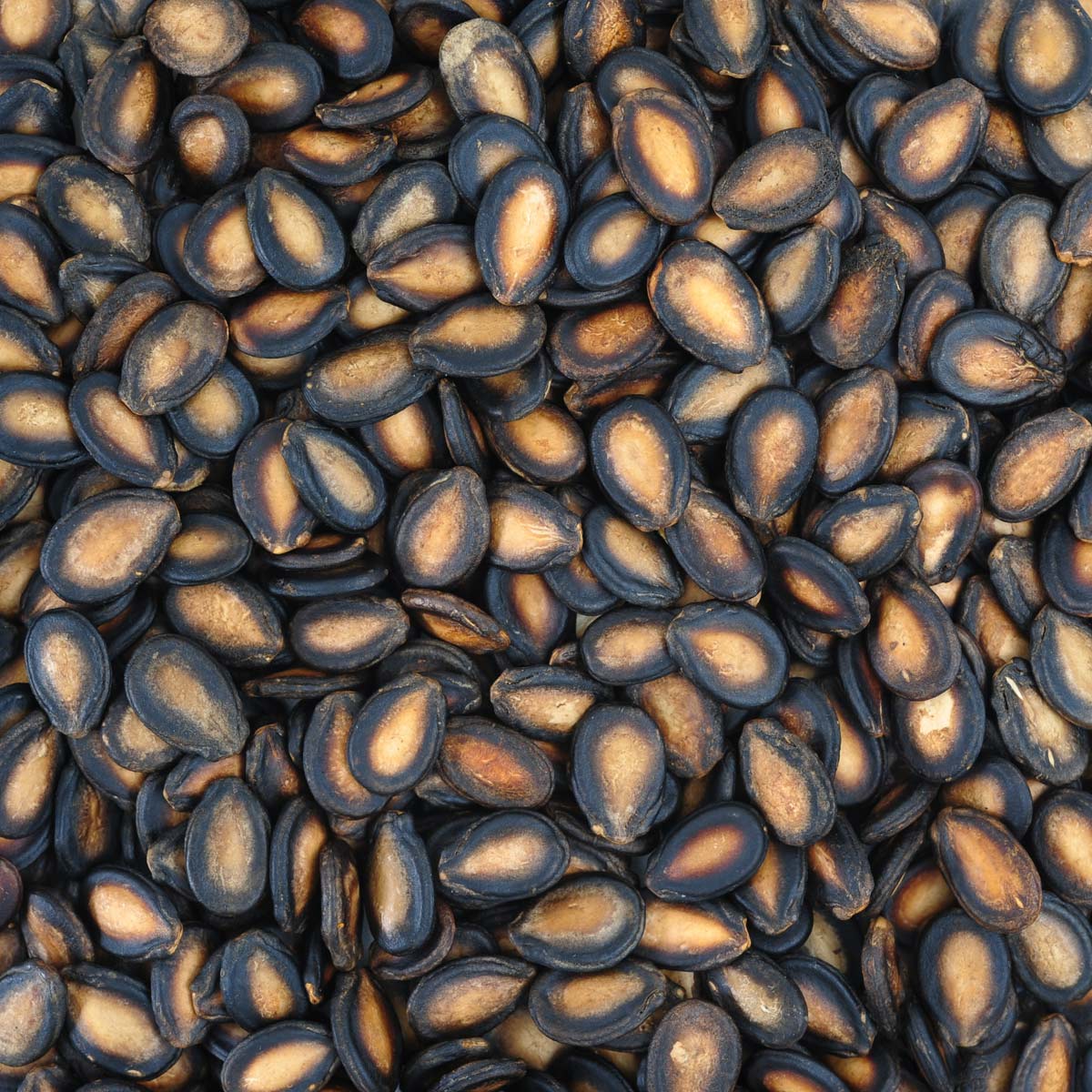 bunch of watermelon seeds.