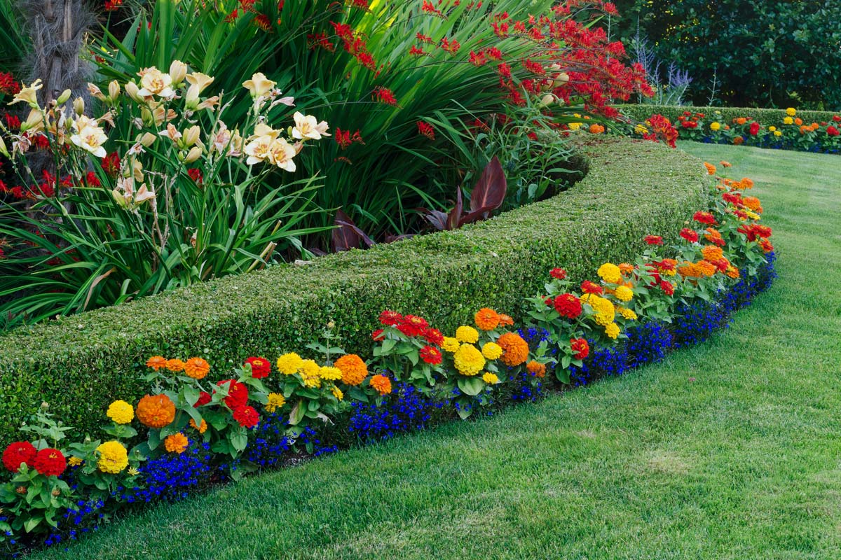 zinnia used as garden edging.