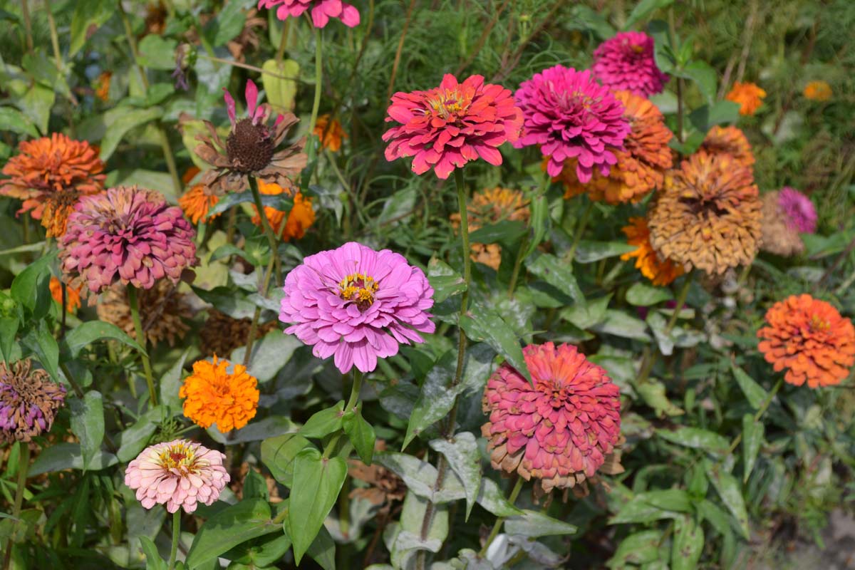 zinnia plants up close.