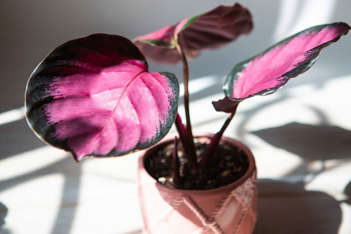 Calathea Roseopicta Dottie in a rose-colored pot